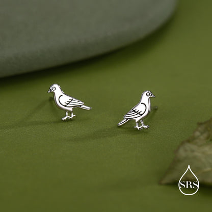Cute Pigeon Bird Stud Earrings in Sterling Silver