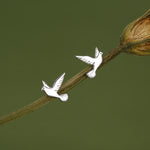 Dove Stud Earrings in Sterling Silver
