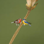 Sterling Silver Robin and Blue Tit Open Ring
